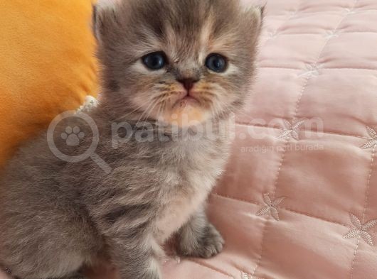 Safkan Sevimli Bebeklerimiz görsel