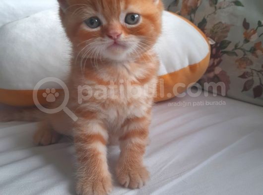 Safkan Sevimli Bebeklerimiz görsel