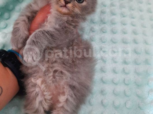 Safkan Sevimli Bebeklerimiz görsel