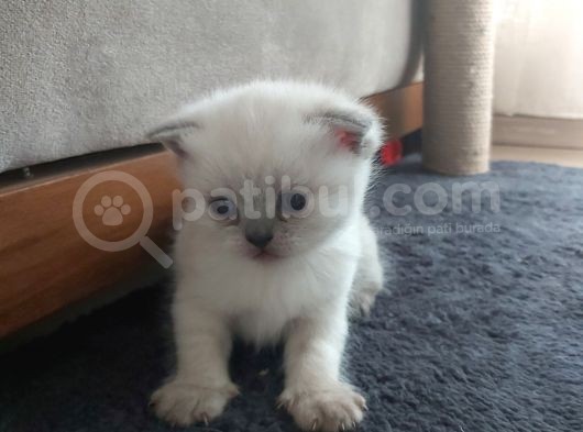 35 Günlük Scotti̇sh Fold Ve Bri̇ti̇sh Shorthai̇r Blue Poi̇nt Yavrular görsel