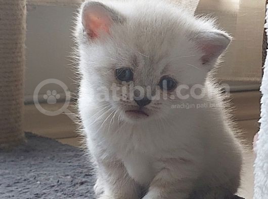 35 Günlük Scotti̇sh Fold Ve Bri̇ti̇sh Shorthai̇r Blue Poi̇nt Yavrular görsel