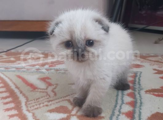 35 Günlük Scotti̇sh Fold Ve Bri̇ti̇sh Shorthai̇r Blue Poi̇nt Yavrular görsel