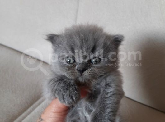 Safkan Sevimli Bebeklerimiz görsel