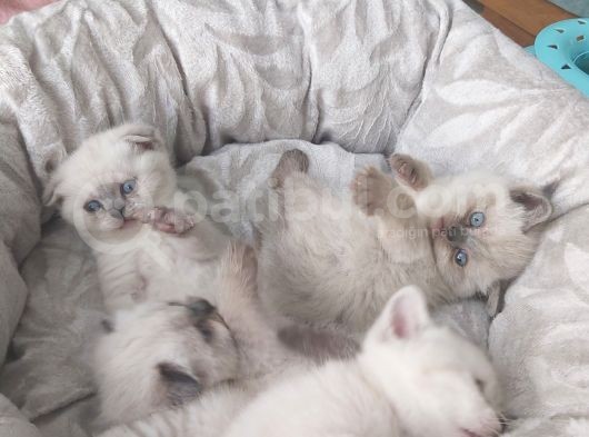 35 Günlük Scotti̇sh Fold Ve Bri̇ti̇sh Shorthai̇r Blue Poi̇nt Yavrular görsel