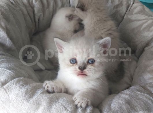 35 Günlük Scotti̇sh Fold Ve Bri̇ti̇sh Shorthai̇r Blue Poi̇nt Yavrular görsel