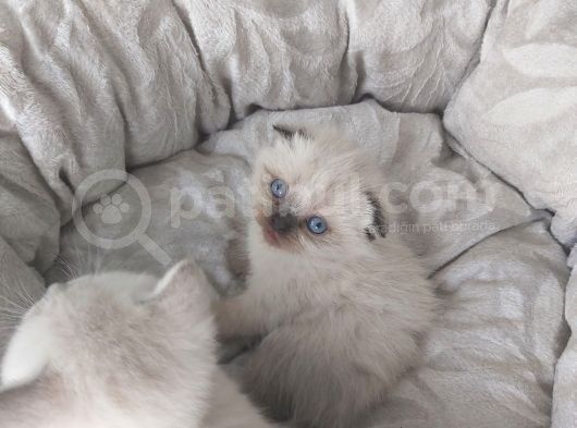 35 Günlük Scotti̇sh Fold Ve Bri̇ti̇sh Shorthai̇r Blue Poi̇nt Yavrular görsel