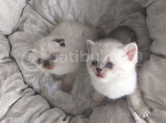 35 Günlük Scotti̇sh Fold Ve Bri̇ti̇sh Shorthai̇r Blue Poi̇nt Yavrular görsel