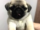 Orjinal Pug Yavrularım Sahiplendirilecektir