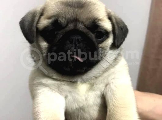 Orjinal Pug Yavrularım Sahiplendirilecektir görsel