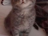 2 Aylik Erkek Scottish Fold Erkek