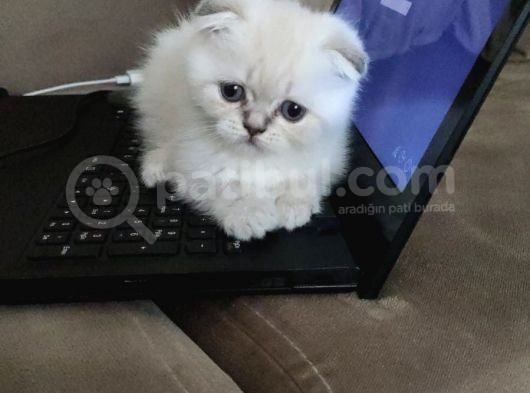 Scotish Fold Longhair, Blue Point Longhair Ve Lynx Point Yavrularımız görsel