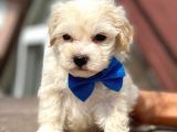 Orijinal Anne Altından Maltipoo