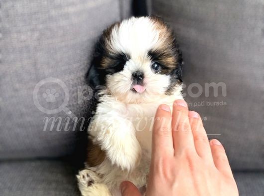 Daha Ufagi Yok İrkinin En Ufagi Teacup Tzu Yavrumuz görsel