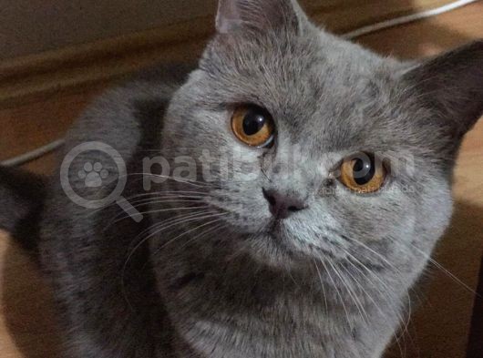British Shorthair Oğlumuz görsel