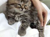Scotish Fold Longhair, Blue Point Longhair Ve Lynx Point Yavrularımız