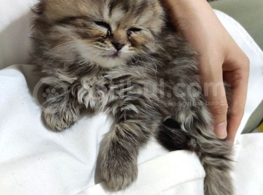 Scotish Fold Longhair, Blue Point Longhair Ve Lynx Point Yavrularımız görsel
