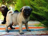 Orjinal Pug Yavrularım Sahiplendirilecektir