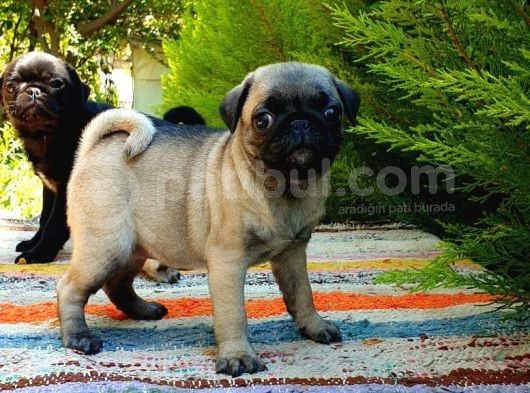 Orjinal Pug Yavrularım Sahiplendirilecektir görsel