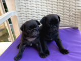 Orjinal Pug Yavrularım Sahiplendirilecektir