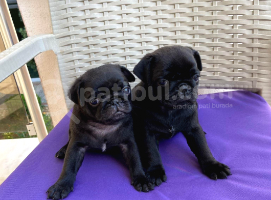 Orjinal Pug Yavrularım Sahiplendirilecektir görsel
