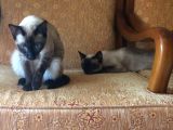 2 Dişi Siyam Kedileri