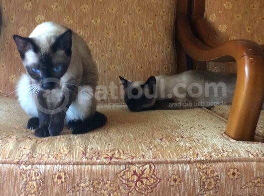 2 Dişi Siyam Kedileri görsel