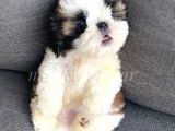 Daha Ufagi Yok İrkinin En Ufagi Teacup Tzu Yavrumuz