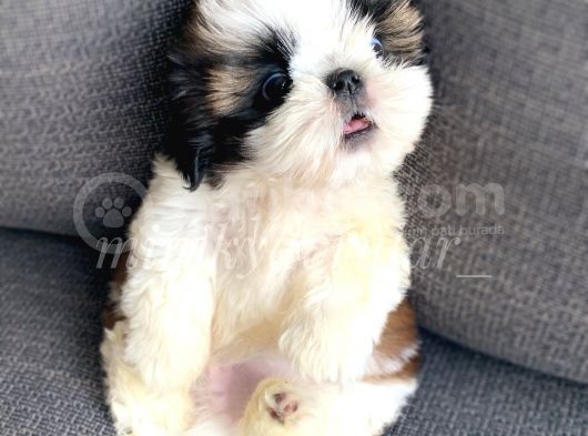 Daha Ufagi Yok İrkinin En Ufagi Teacup Tzu Yavrumuz