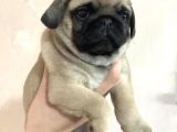 Orjinal Pug Yavrularım Sahiplendirilecektir