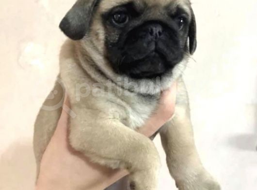 Orjinal Pug Yavrularım Sahiplendirilecektir görsel