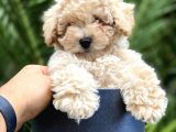 Safkan Toy Poodle Yavrularimiz