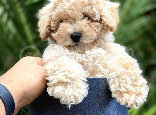 Safkan Toy Poodle Yavrularimiz