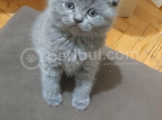 Sevimli Yavrularım