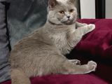 British Shorthair Oğlumuz