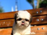 İrk ve Saglik Garantili Shih Tzu Yavrularimiz