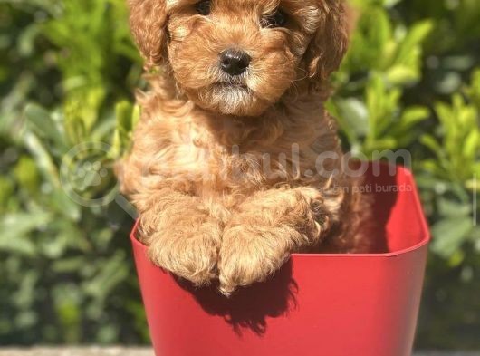 Safkan Toy Poodle Yavrularimiz İrk Garantili