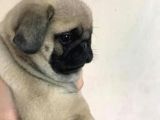 Orjinal Pug Yavrularım Sahiplendirilecektir