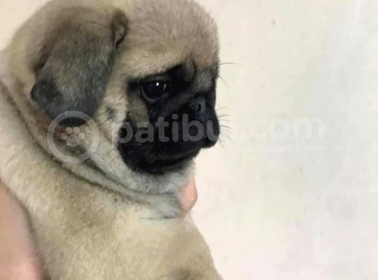 Orjinal Pug Yavrularım Sahiplendirilecektir görsel
