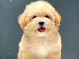 A Kalite Orjinal Toy Poodle Yavrularimiz