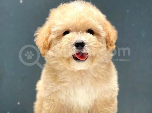 A Kalite Orjinal Toy Poodle Yavrularimiz
