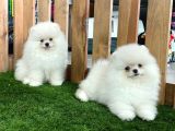 Teddy Bear Pomeranian Boo Yavrularımız