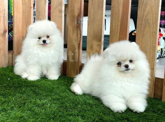 Teddy Bear Pomeranian Boo Yavrularımız görsel