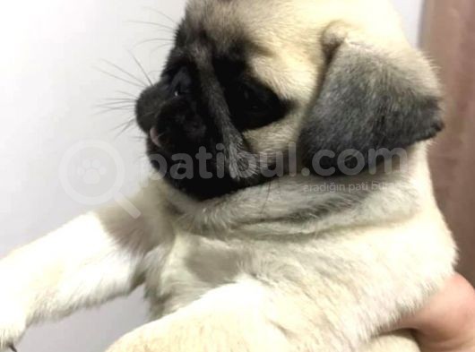 Orjinal Pug Yavrularım Sahiplendirilecektir görsel