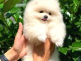 Safkan Pomeranian Boo Arayanlara