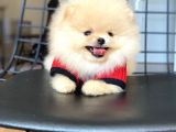 Orijinal Pomeranian Teddy Bear