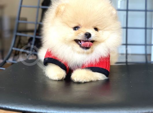 Orijinal Pomeranian Teddy Bear