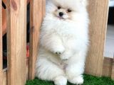Teddy Bear Pomeranian Boo Yavrularımız