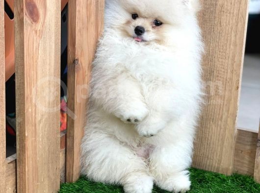 Teddy Bear Pomeranian Boo Yavrularımız görsel