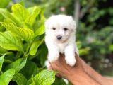Anne Altından Maltese Terrier Yavruları