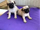 Orjinal Pug Yavrularım Sahiplendirilecektir